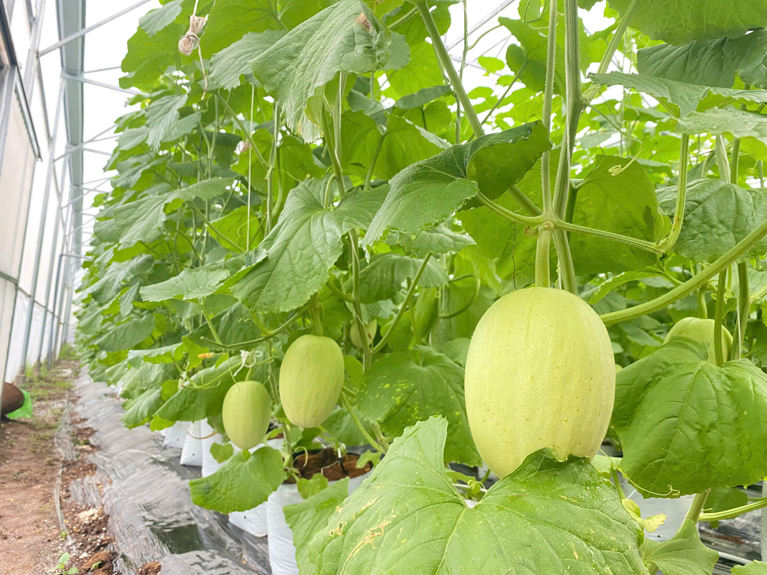 SỬ DỤNG VỐN VAY CÓ HIỆU QUẢ TỪ NGUỒN VAY VỐN CỦA NGÂN HÀNG CHÍNH SÁCH XÃ HỘI