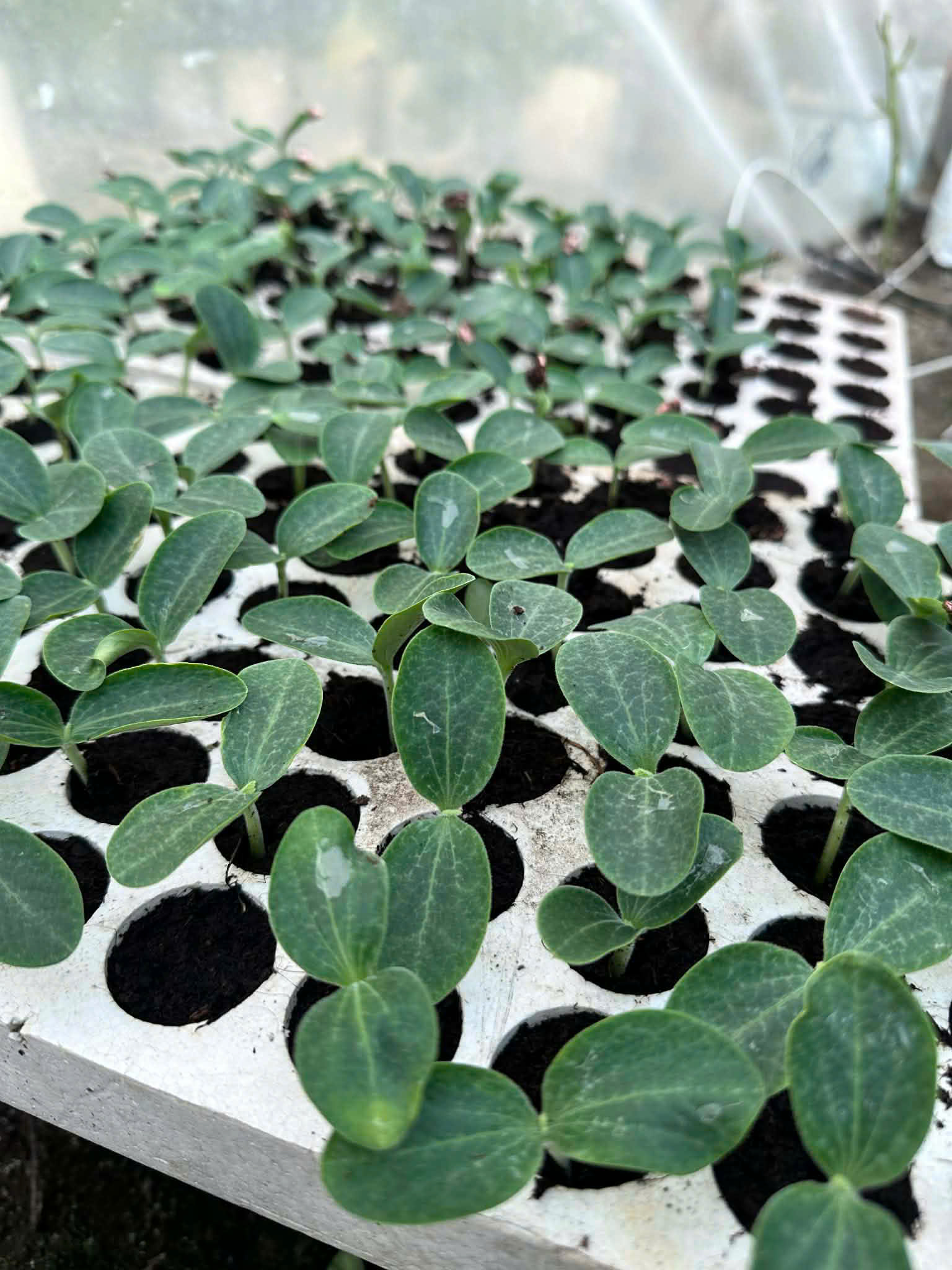 z7666991225486_d33dda3de23ae00c3926cd52ae2a7981