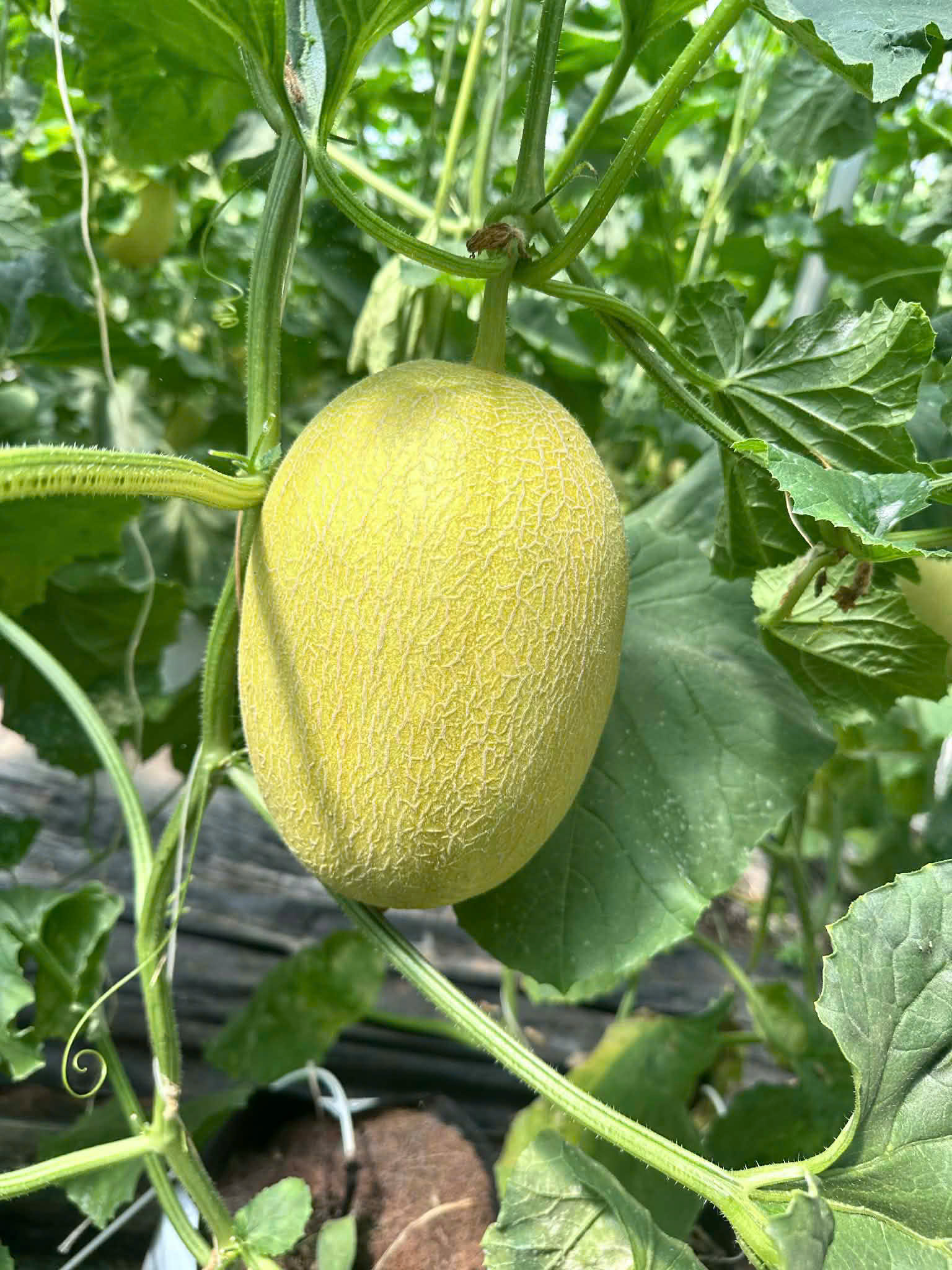 z7666991242301_6811bda57a754ac33014ec2a993a81ef